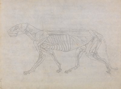 Ein vergleichender anatomischer Exposition der Struktur des menschlichen Körpers mit der eines Tigers und einer Kuh von George Stubbs